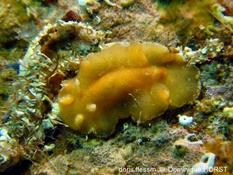 Baptodoris cinnabarina (?)... signalement