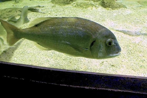 Les poissons en captivités en aquariums souffrent effectivement souvent de diverses modifications morpho-chromatiques.<br />Je pense aussi à une cl...
