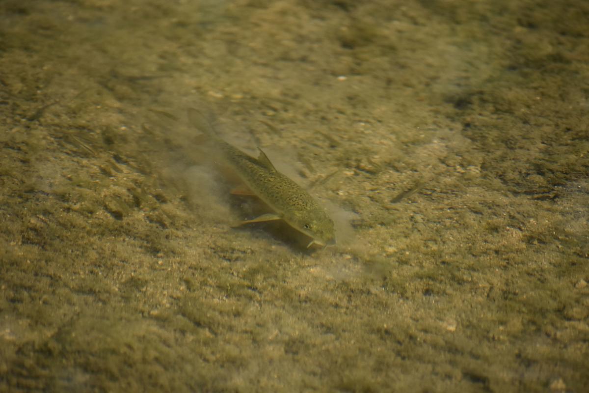Barbeau fluviatile ou méridionale ?