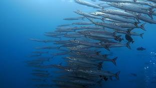 Barracuda à nageoire noire ? Colombie Pacifique