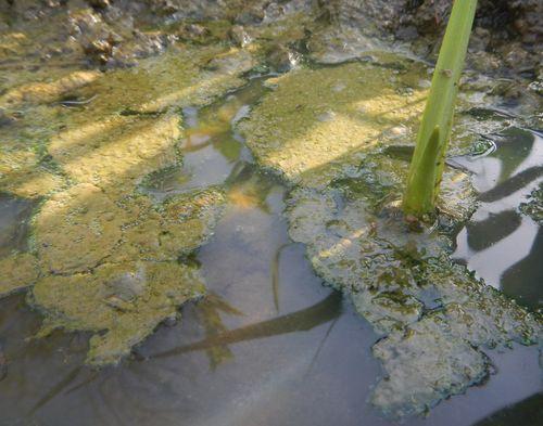 Bassin: faut-il enlever ces remontées de sédiments ?