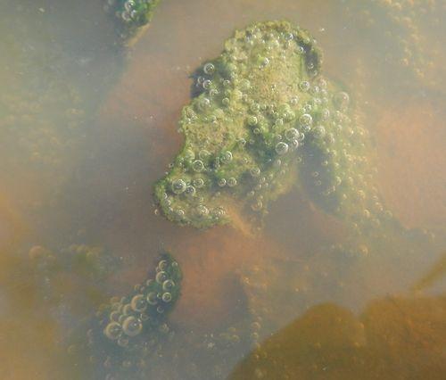 <p>une autre photo pour montrer le vert et les bulles sur ces sédiments qui se décollent<br></p>