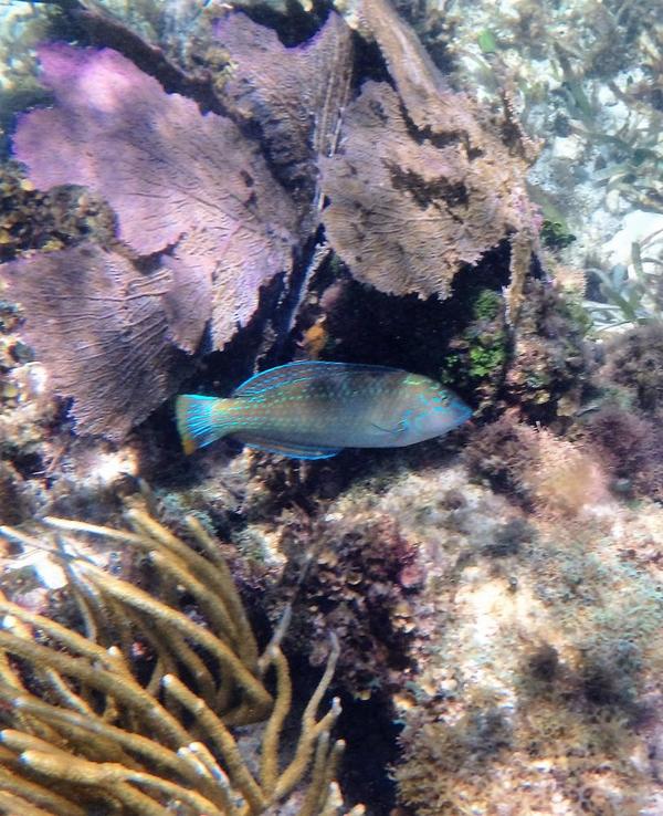 beau poisson bleu