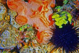 Belle couleur orange, mais qu'es aquo ?