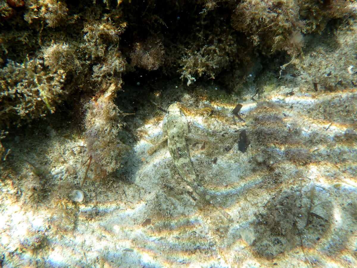 Bellotti's goby?