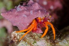 Bernard l'ermite tout rouge