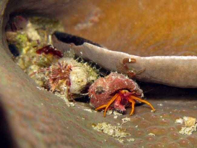 Je pense a une Pseudopaguristes kuekenthali/Orange hermit crab.<br /><br />J'ai le même aussi pris a Alona beach. Pt group de 3 crabs.