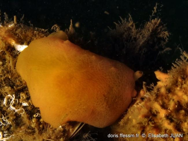 Effectivement les tubercule sont bien visible sur cette photo n°7.<br />Je suis repassé sur les photos que nous avions rapporté de Thau du même spe...