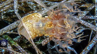 BESOIN D'AIDE POUR IDENTIFICATION D'ANEMONE