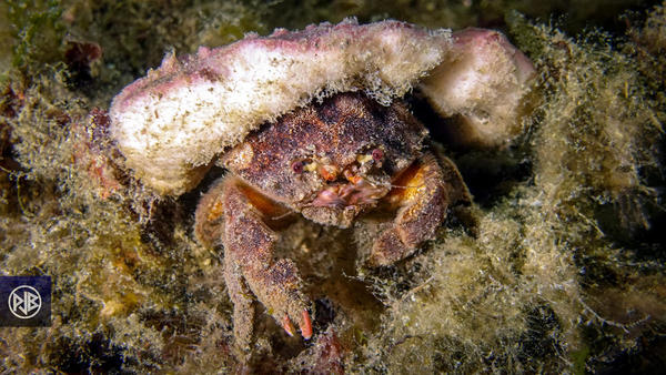 Besoin d'identifier ce crabe avec son chapeau en éponge-pierre