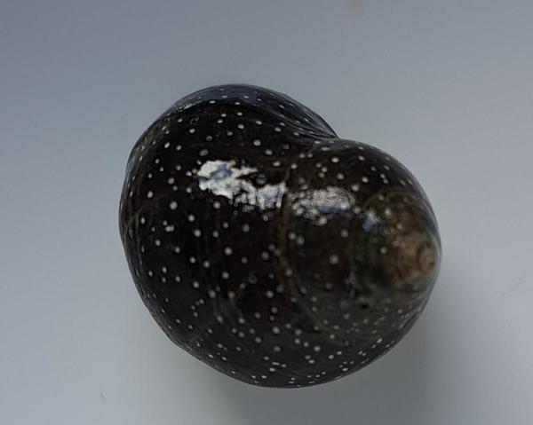 Bigorneau à Pois ?