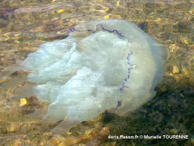 Biologie marine, ludique, pour les néophytes : Août 2024