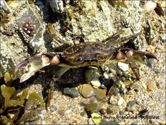 Biologie marine, ludique, pour les néophytes :  Août 2025 :