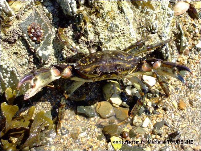 Biologie marine, ludique, pour les néophytes :  Août 2025 :