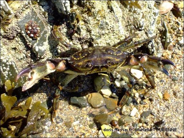 Biologie marine, ludique, pour les néophytes :  Août 2025 :