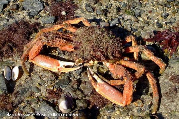 Biologie marine, ludique, pour les néophytes : Août 2026 :