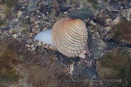 Biologie marine, ludique, pour les néophytes :Avril 2026 :