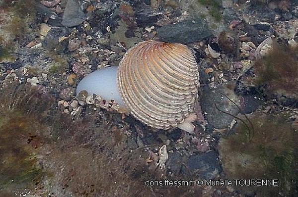 Biologie marine, ludique, pour les néophytes : Avril 2026