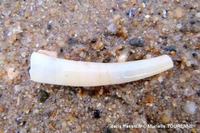 Biologie marine, ludique, pour les Néophytes : Décembre 2024  