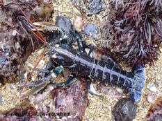 Biologie marine, ludique, pour les néophytes : Décembre 2025 :