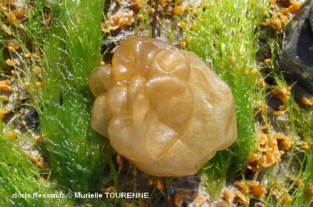 ​Biologie marine, ludique, pour les néophytes : Février 2026