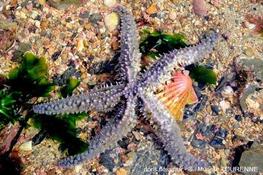 Biologie marine, ludique, pour les néophytes :  Janvier 2023
