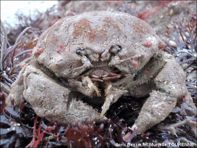 Biologie marine, ludique, pour les néophytes :  Janvier 2025 