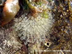 ​Biologie marine, ludique, pour les néophytes : Janvier 2026