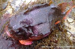 Biologie marine, ludique, pour les néophytes : Juillet 2023