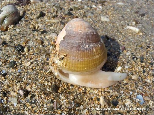 Biologie marine, ludique, pour les néophytes : Juillet 2025
