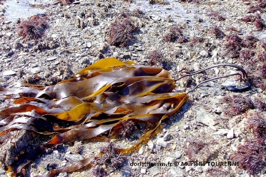 Biologie marine, ludique, pour les néophytes : Juillet 2026 :