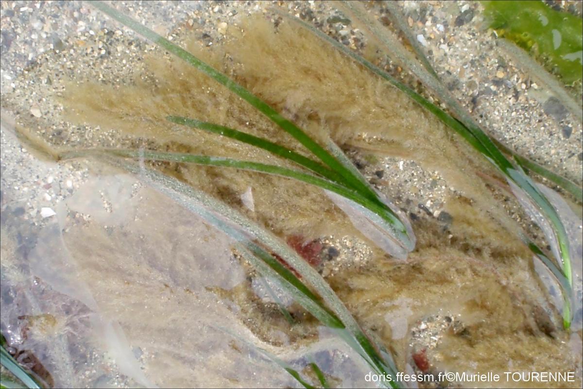 Biologie marine, ludique, pour les Néophytes : Juin 2025  