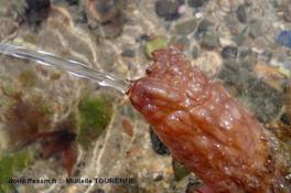 Biologie marine, ludique, pour les néophytes : Juin 2026