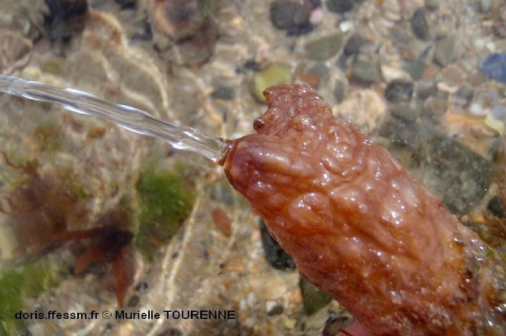 Biologie marine, ludique, pour les néophytes :Juin 2026 :