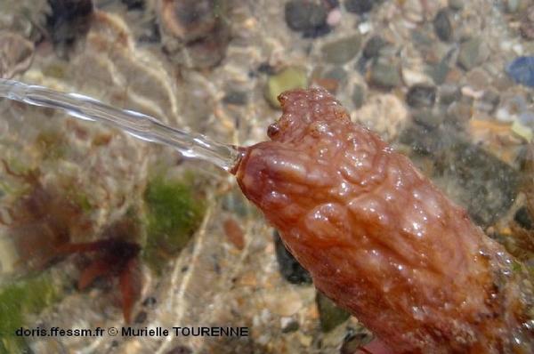 Biologie marine, ludique, pour les néophytes :Juin 2026 :