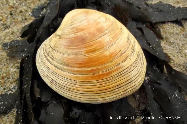 Biologie marine, ludique, pour les néophytes : Mai 2024