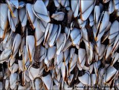 Biologie marine, ludique, pour les néophytes :  Mai 2025 :