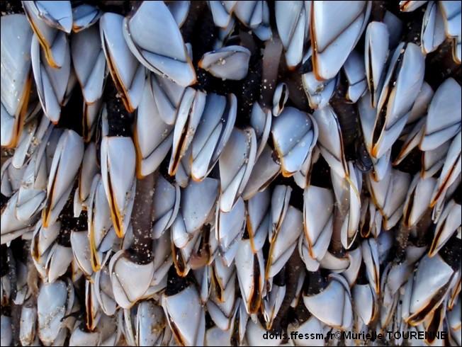 Biologie marine, ludique, pour les néophytes :  Mai 2025 :