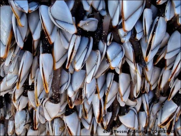 Biologie marine, ludique, pour les néophytes :  Mai 2025 :