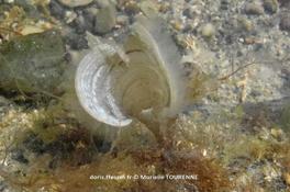 Biologie marine, ludique, pour les néophytes : Mai 2026