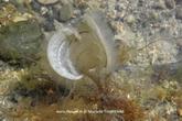 Biologie marine, ludique, pour les néophytes : Mai 2026 :