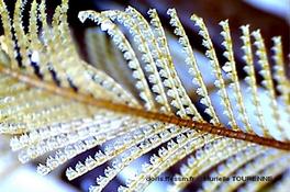 Biologie marine, ludique, pour les néophytes :  Mars 2026 :