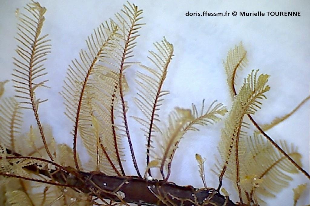 <p>Ci-joint une photo d'ensemble des colonies</p>