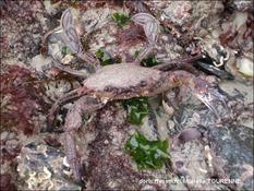 Biologie marine, ludique, pour les néophytes :  Novembre 2025 :