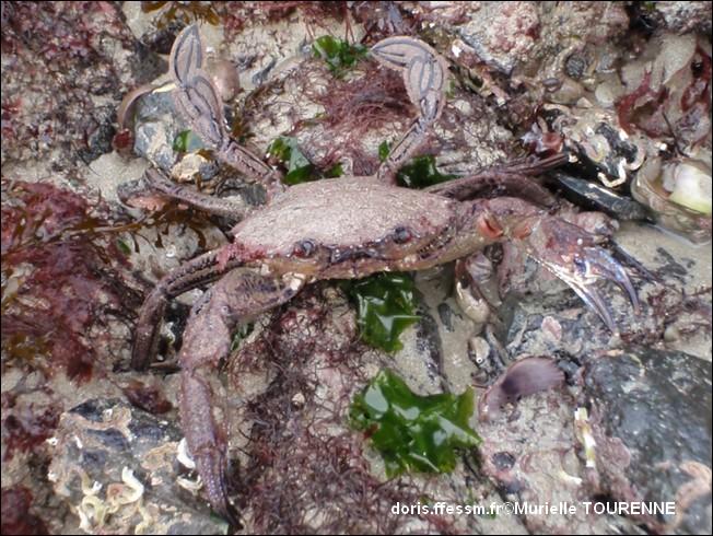 Biologie marine, ludique, pour les néophytes :  Novembre 2025 :