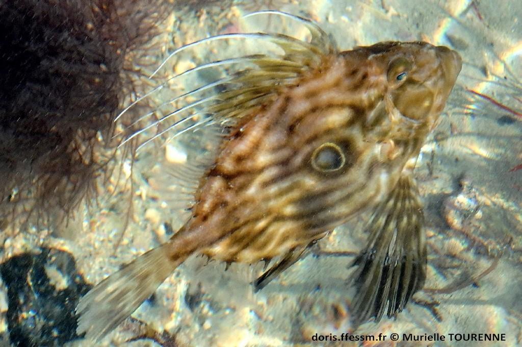 Biologie marine, ludique, pour les néophytes : Novembre 2026