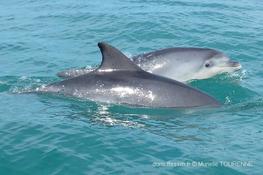 Biologie marine, ludique, pour les néophytes : Octobre 2023