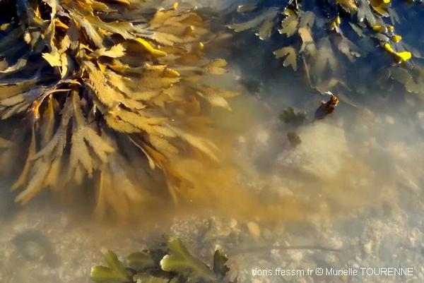 Biologie marine, ludique, pour les Néophytes : Octobre 2024 