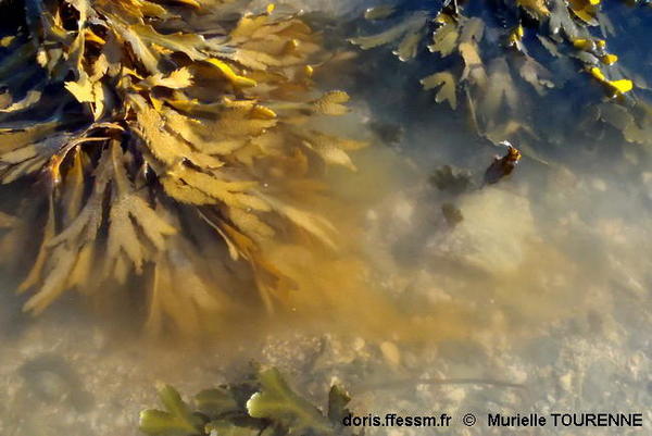 Biologie marine, ludique, pour les Néophytes : Octobre 2024 