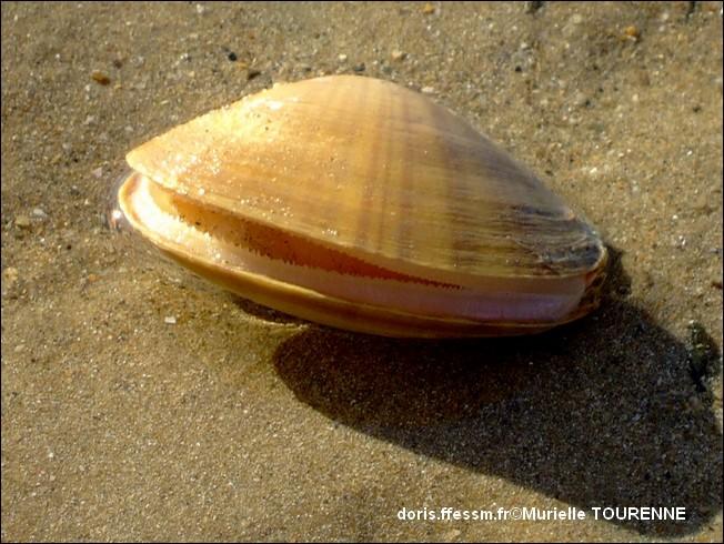 ​Biologie marine, ludique, pour les néophytes : Octobre 2025